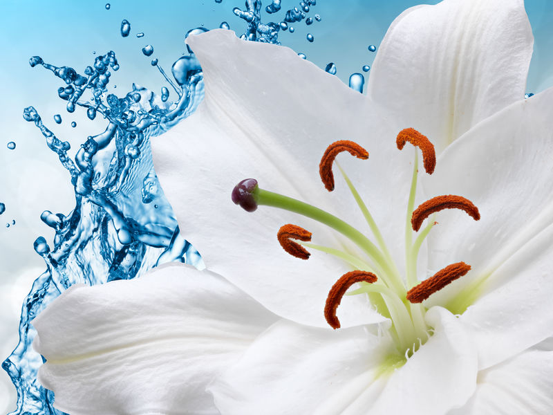 水溅背景下的Flower lily