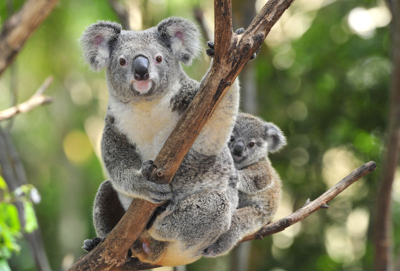 澳大利亚的考拉抱着树