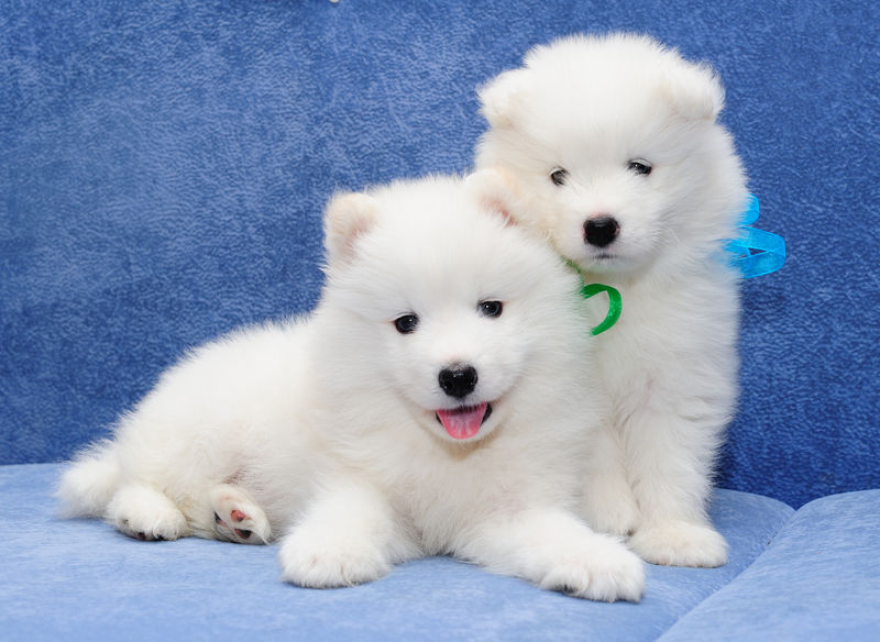 萨莫耶德犬（或比基尔犬）的有趣小狗，一只伸出舌头