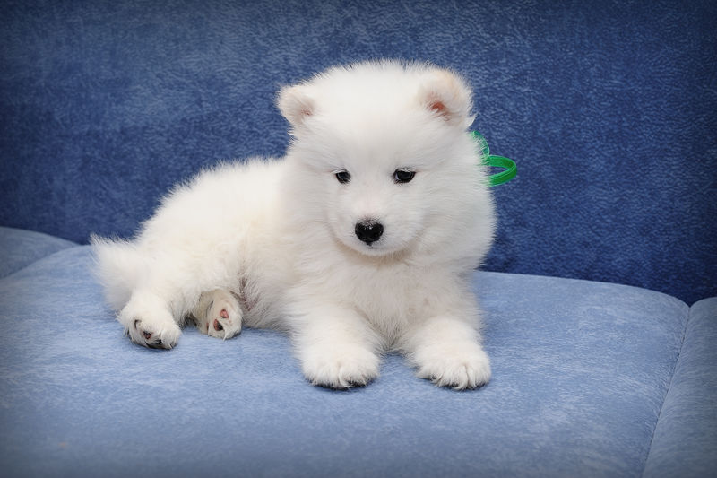 萨莫耶德犬（或比基尔犬）的有趣小狗