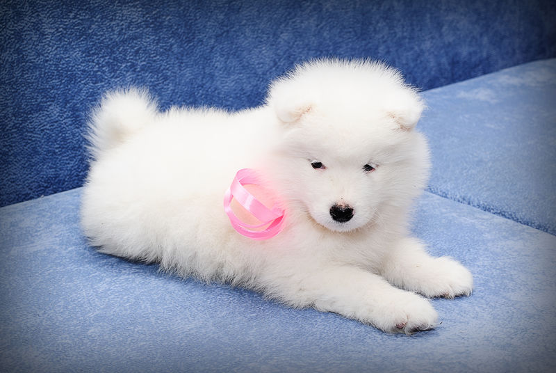 萨莫耶德犬（又称比基尔犬）的白色绒毛小狗