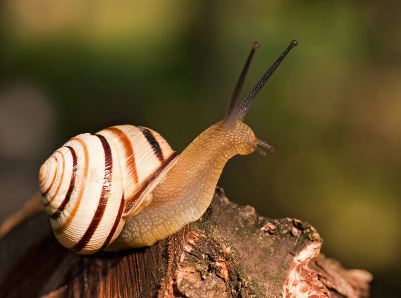 蜗牛