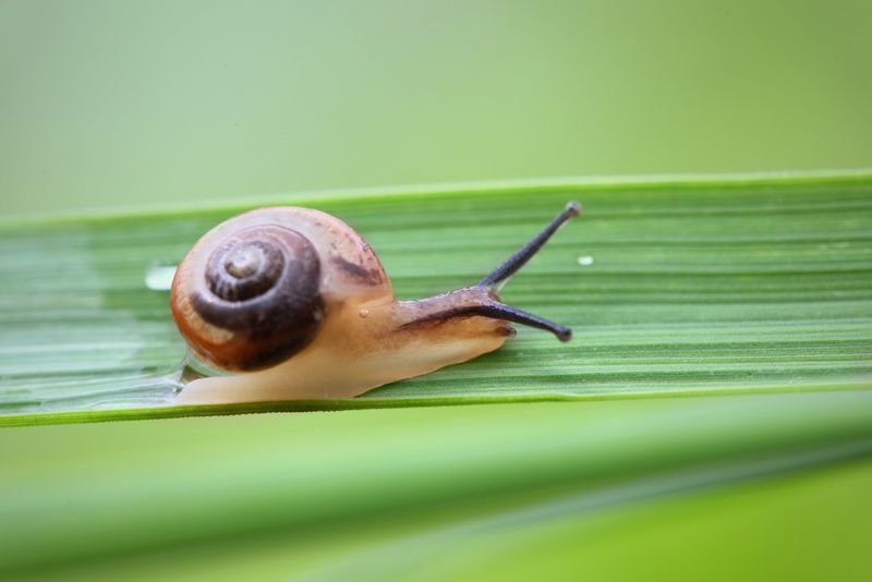 蜗牛