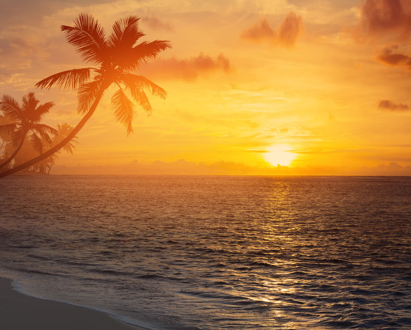 日落热带海滩上的艺术棕榈树剪影