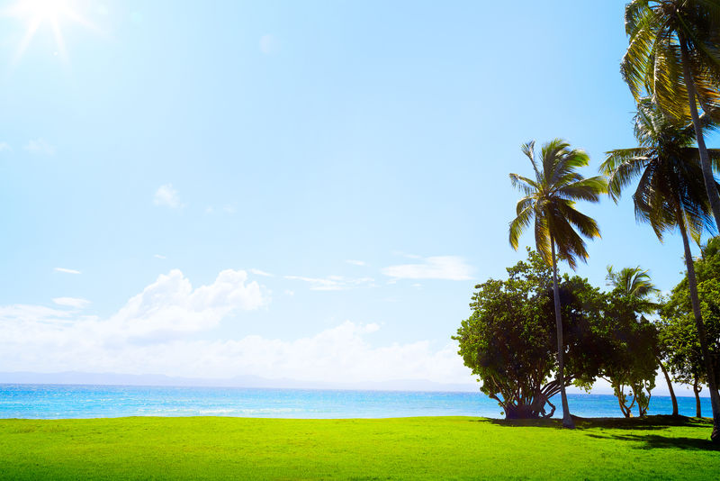 热带高尔夫球场草地和加勒比海的艺术椰子树