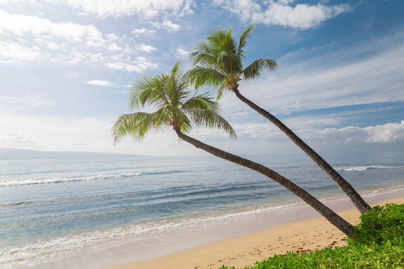有棕榈树的热带海滩。