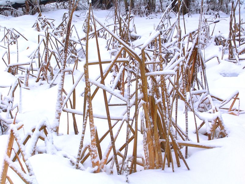 冬季景观