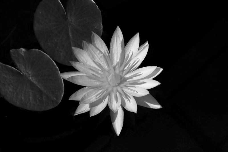 黑白系列的摄像