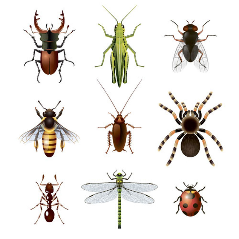 矢量昆虫集