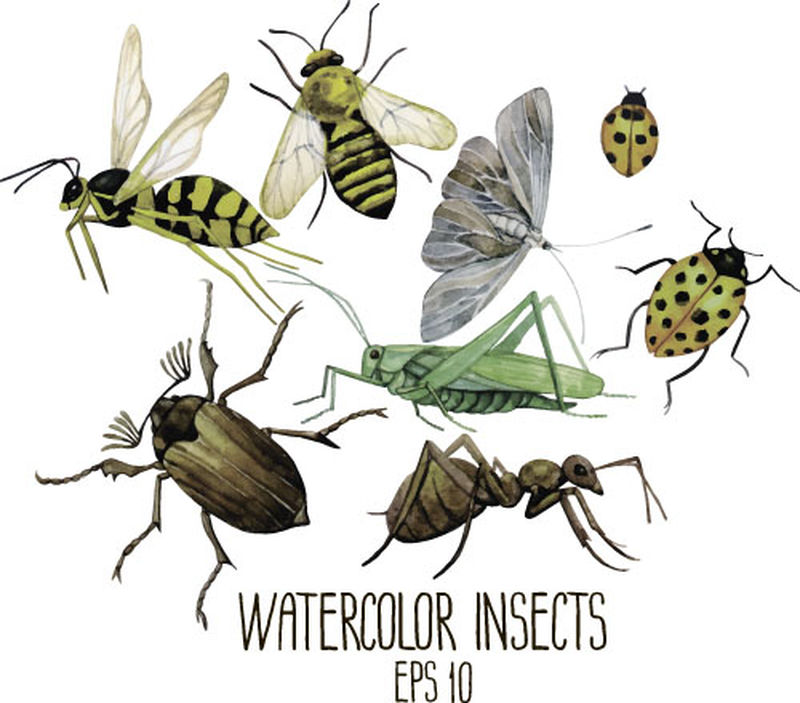 矢量昆虫集