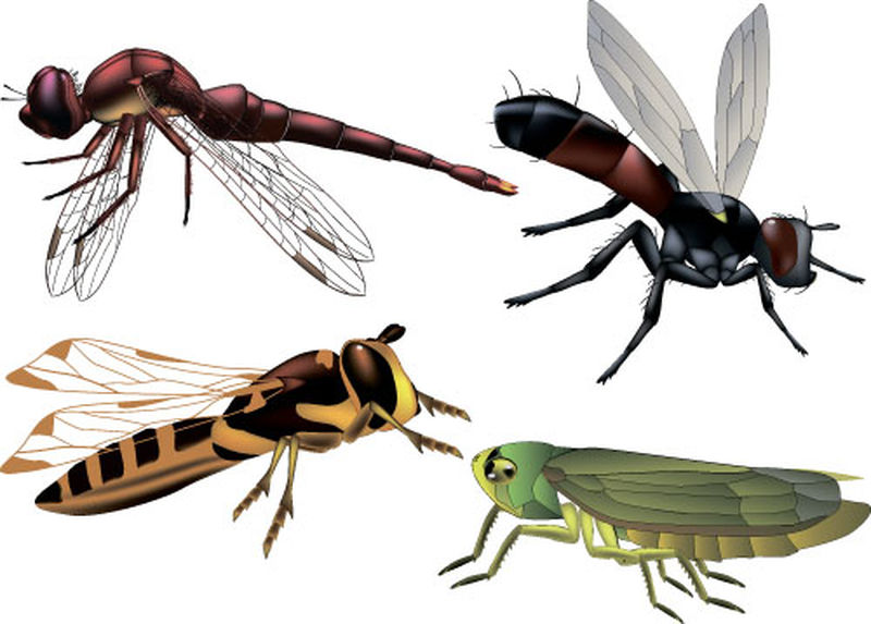 矢量昆虫集