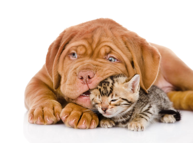 波尔多小狗和孟加拉小猫玩耍。白色隔离