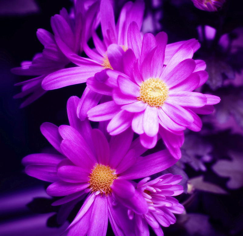紫色的花素材 高清图片 摄影照片 寻图免费打包下载