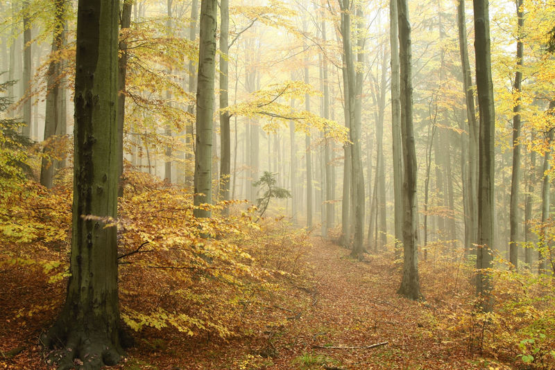 自然保护区雾气弥漫的秋林小径