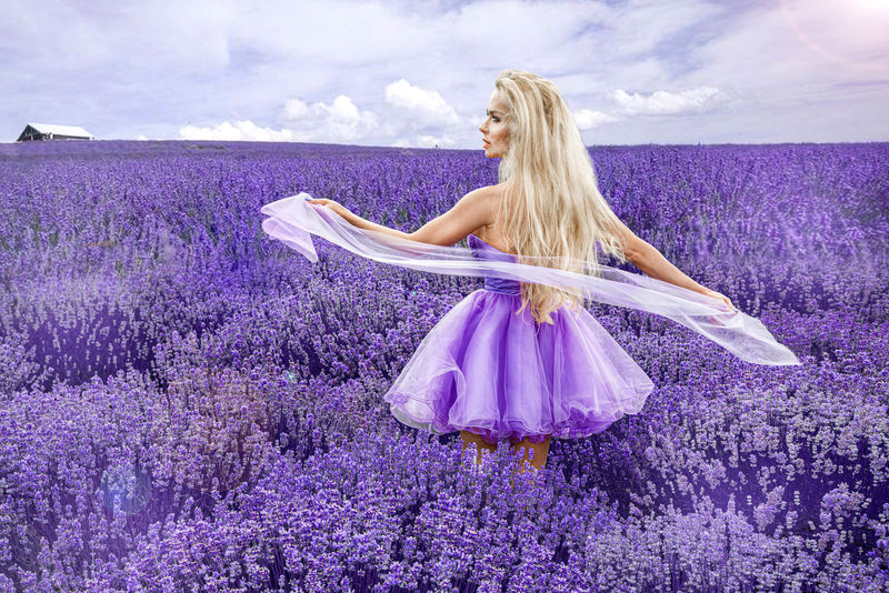 美丽的模特在春夏的薰衣草地里行走，在日出的时候。薰衣草田金发女孩-图片