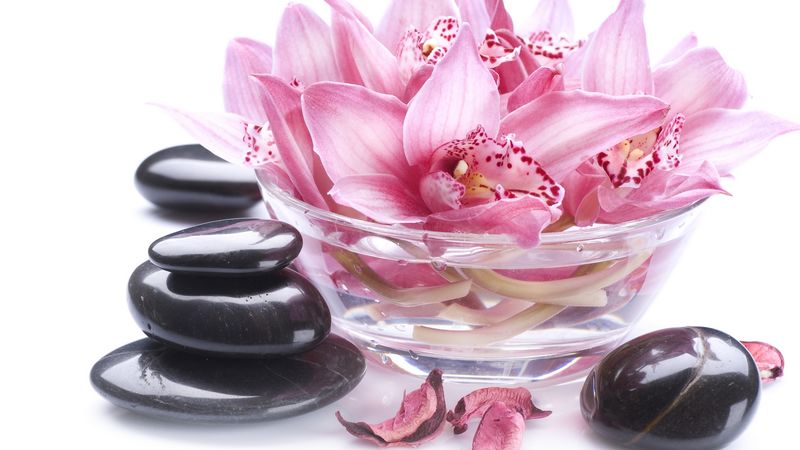 不同颜色的蝴蝶兰