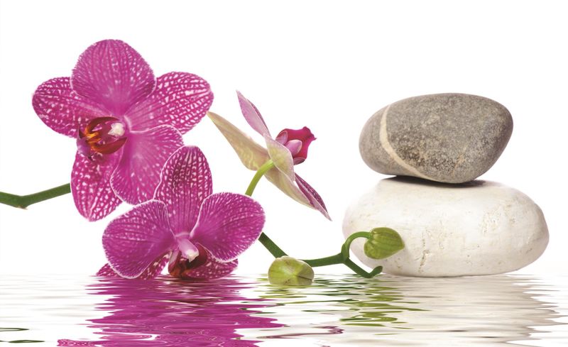 不同颜色的蝴蝶兰