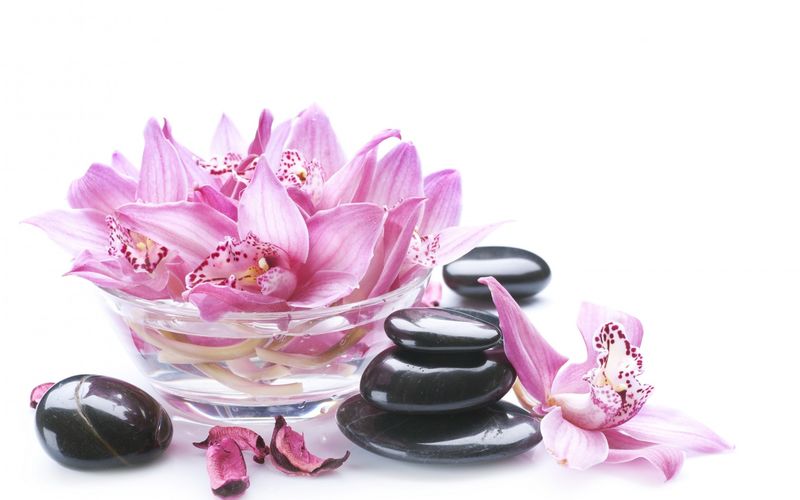 不同颜色的蝴蝶兰