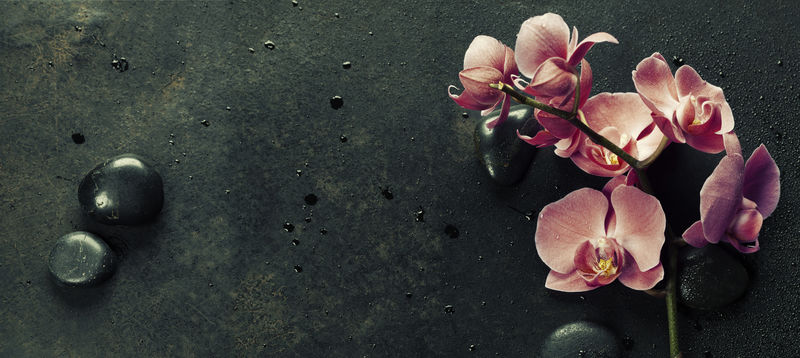 水疗石和粉红色兰花在黑暗的背景