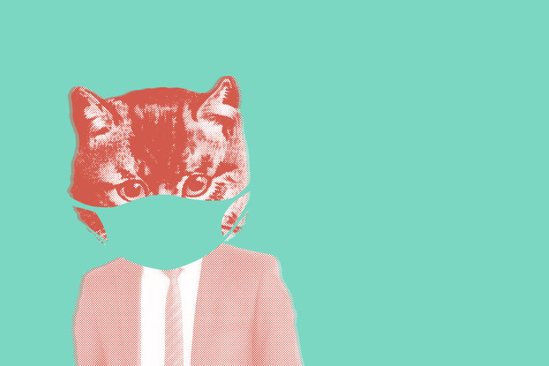 冠状病毒大流行期间戴口罩的猫