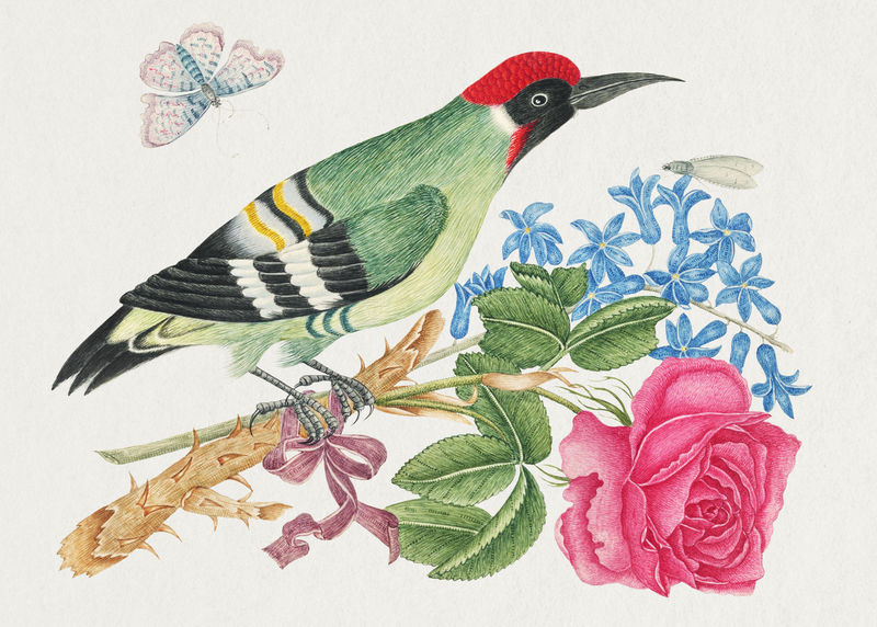 18世纪欧洲绿色啄木鸟在树枝上画的玫瑰和勿忘我