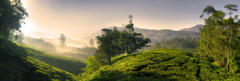 日出时的茶园全景科雷拉印度
