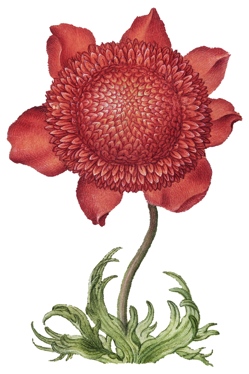 红罂粟花png插画手绘素材 高清图片 摄影照片 寻图免费打包下载