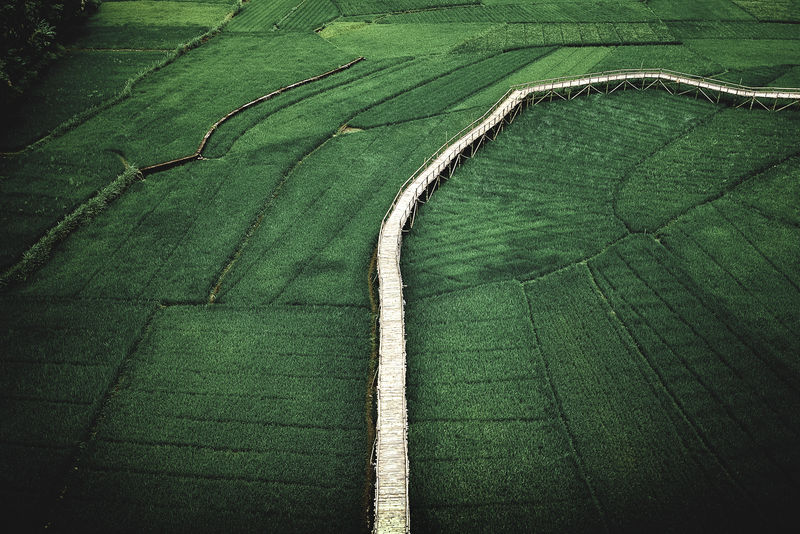 印度尼西亚日惹曼古南的稻田