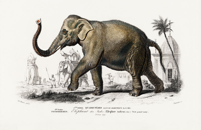 Asiatic elephant）（