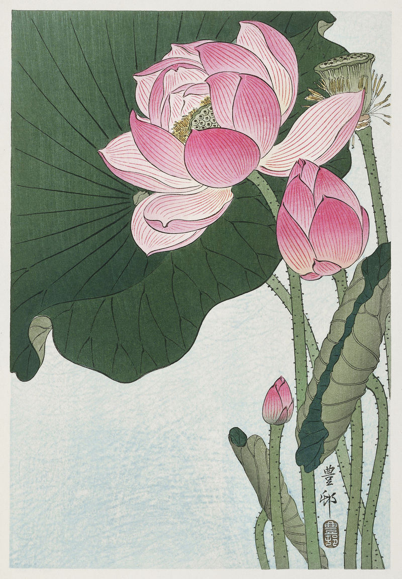 《Blooming lotus flowers？》1920-1930年