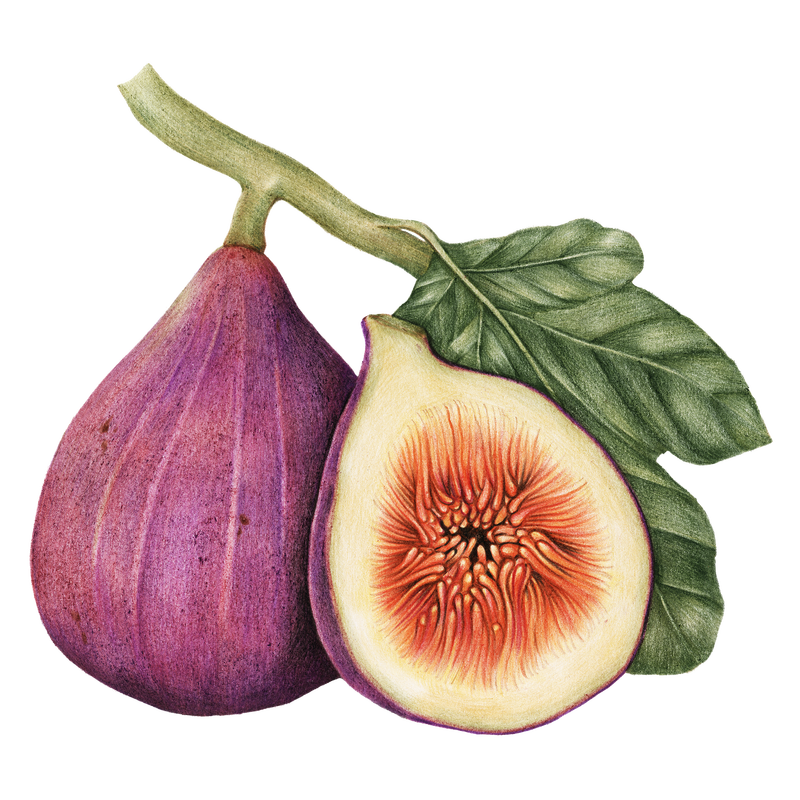 手绘无花果果贴纸设计元素