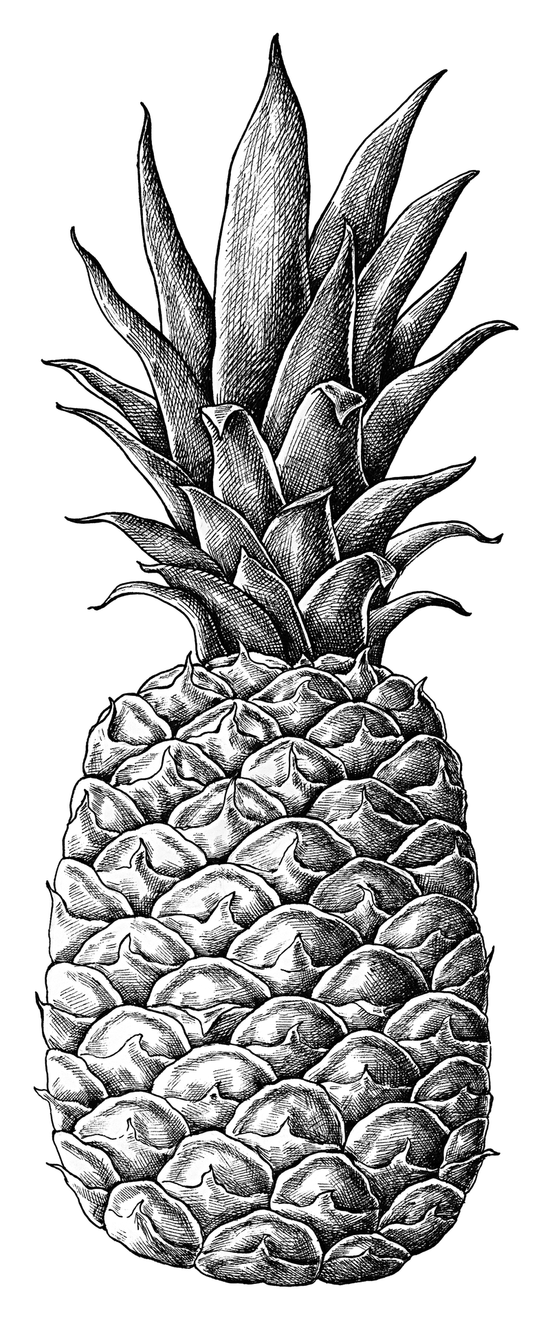 手绘新鲜菠萝果透明png