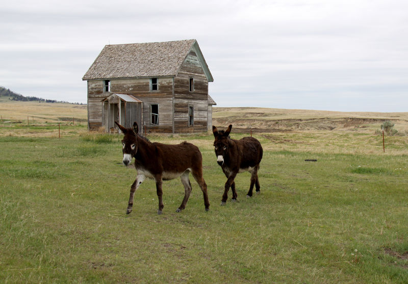 驴和废弃的旧农舍