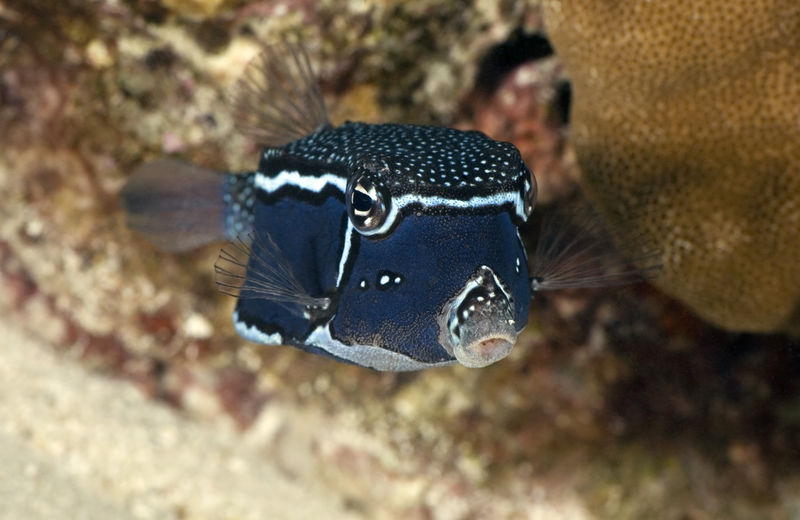 Boxfish/Ostration Witleyi