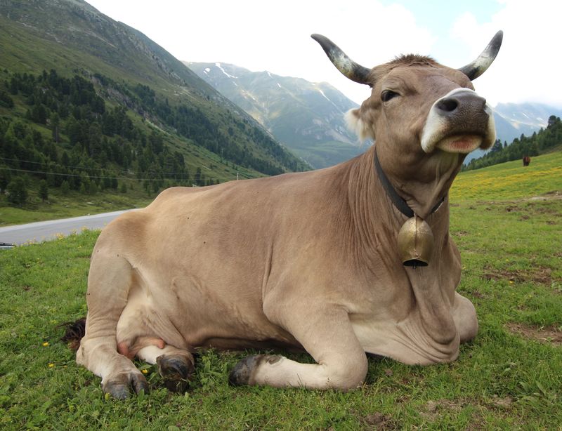 在奥地利高山草甸上休息的牛图片,角,动物的鼻子,草,大牧场,奶牛,奶牛