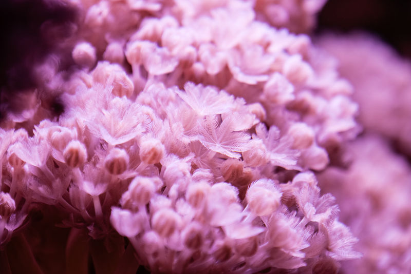 紫色水族馆植物