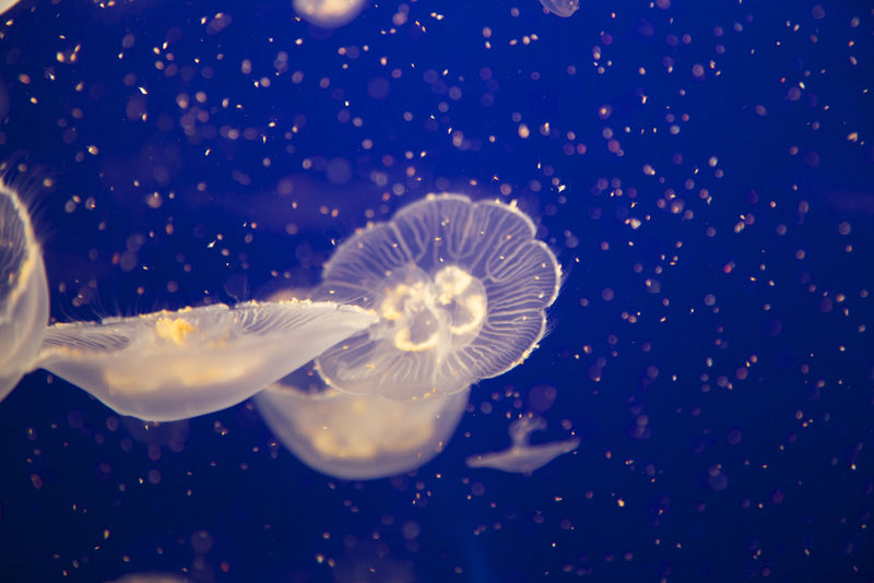 温哥华水族馆的果冻