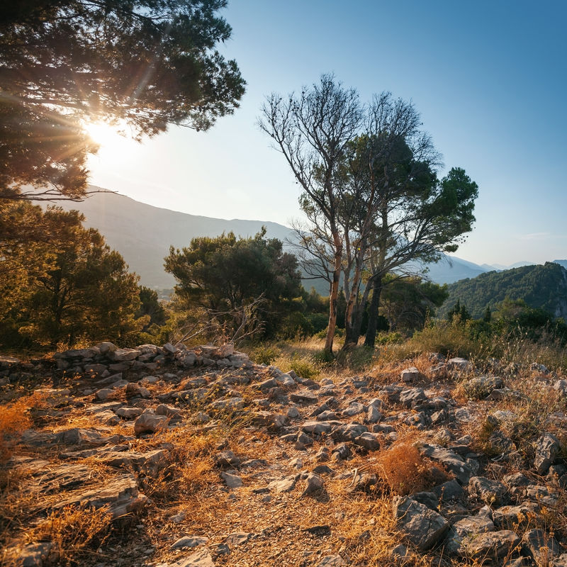 明夏角黑山的森林