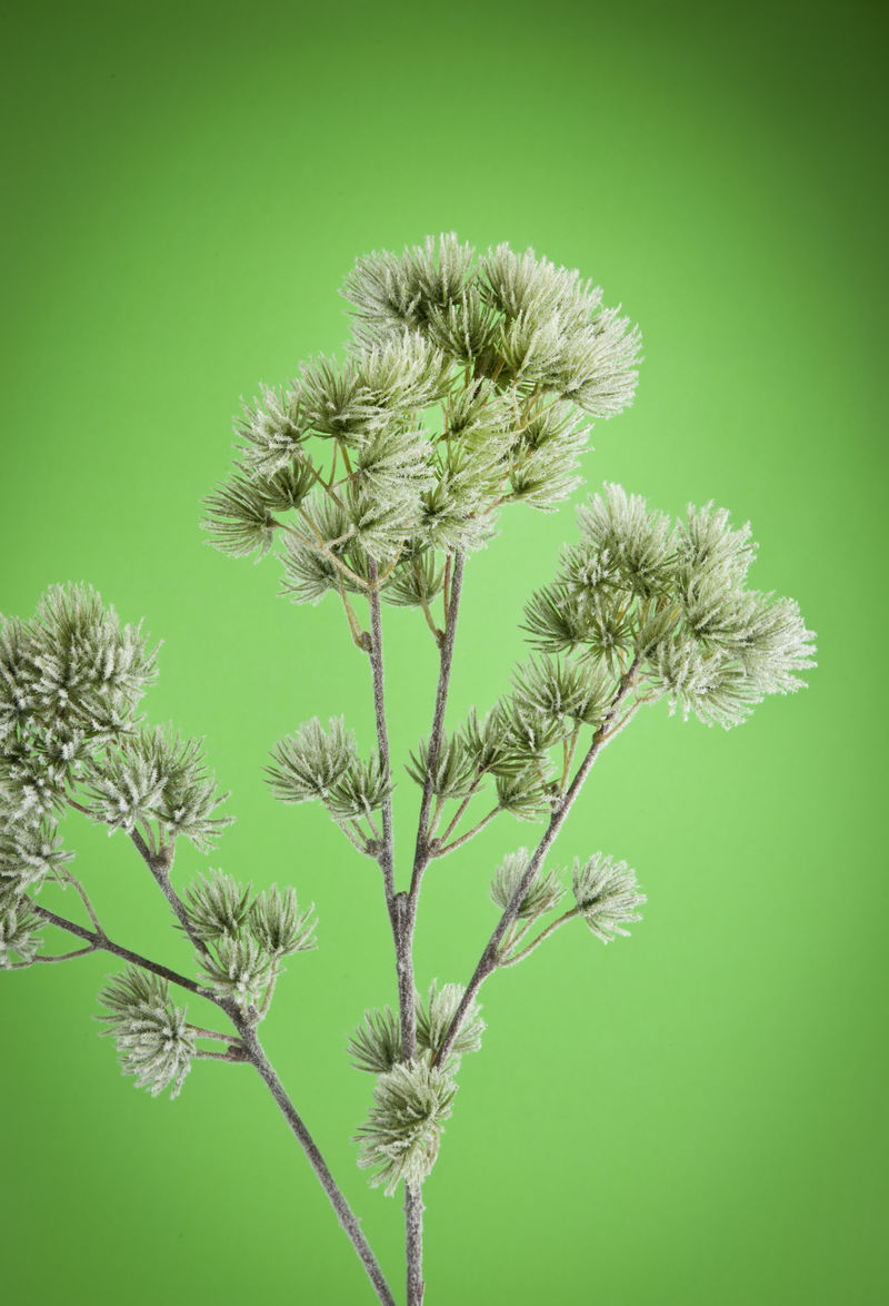 云杉林协议背景