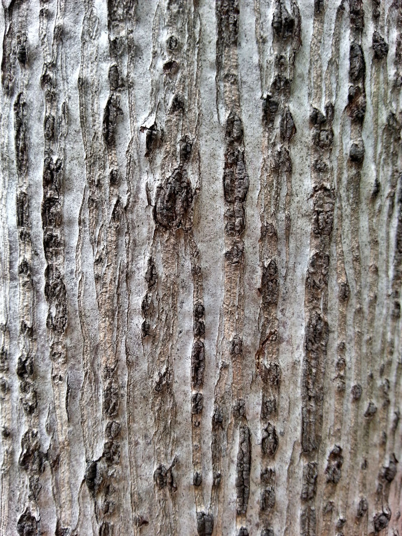 白桦树的躯干近景照片