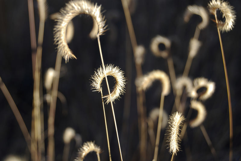 蓝格拉玛草籽头