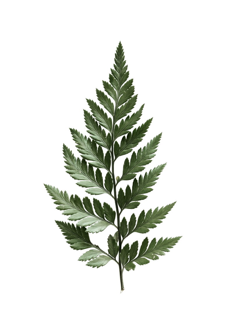 白色背景的皮革蕨类植物素材 高清图片 摄影照片 寻图免费打包下载 白色背景的皮革蕨类植物素材 高清图片 摄影照片 寻图免费打包下载