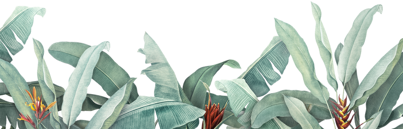 手绘热带树叶横幅透明png