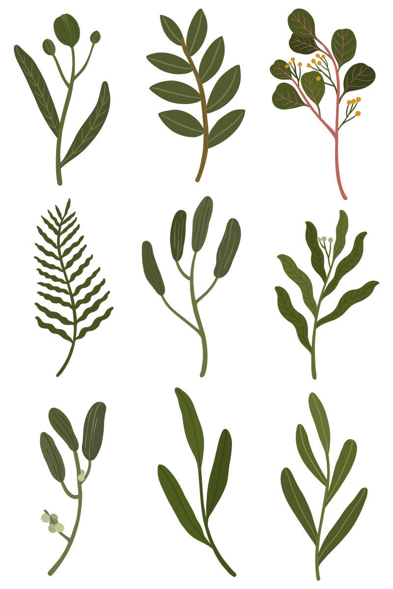 植物叶套透明png