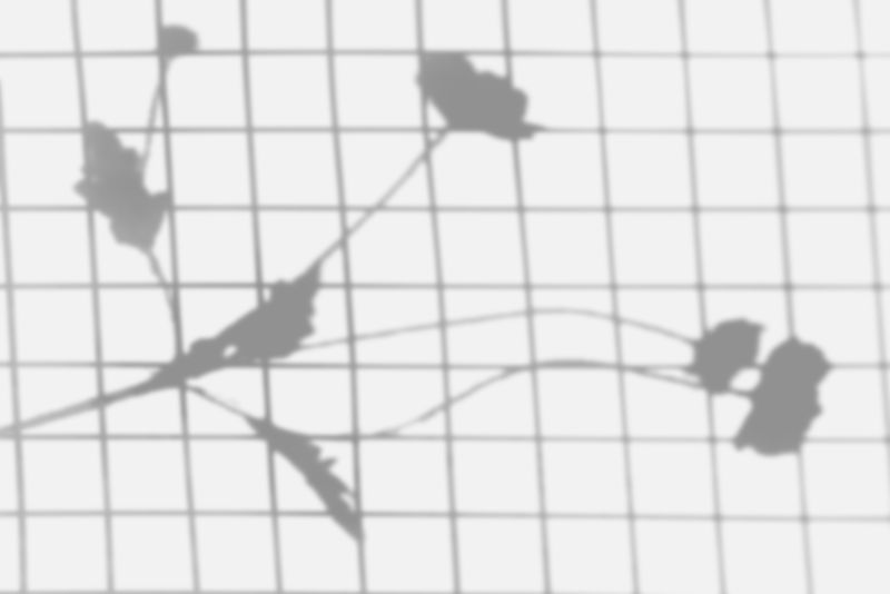 网格背景上的花影