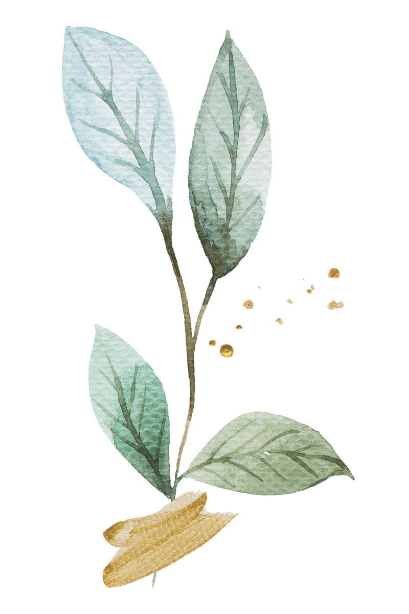 枝水彩设计元素透明png