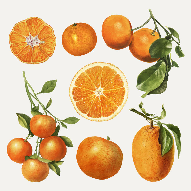 手绘天然鲜橙子集矢量图