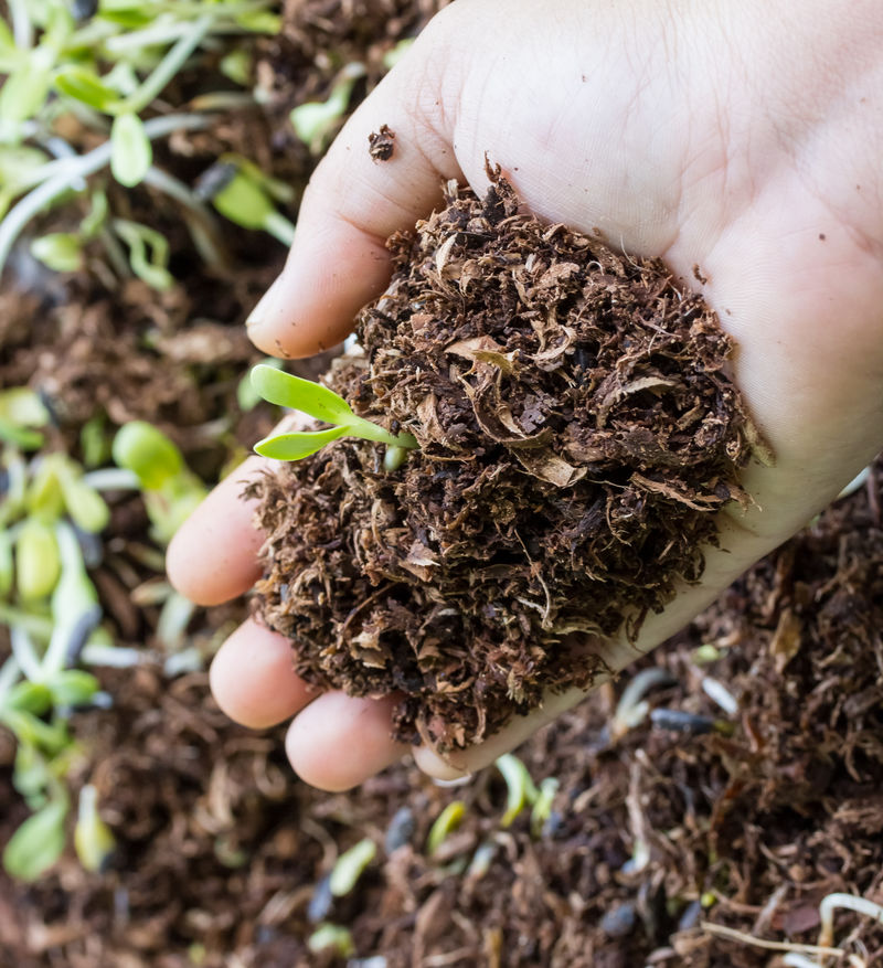 手拿着绿芽和泥土