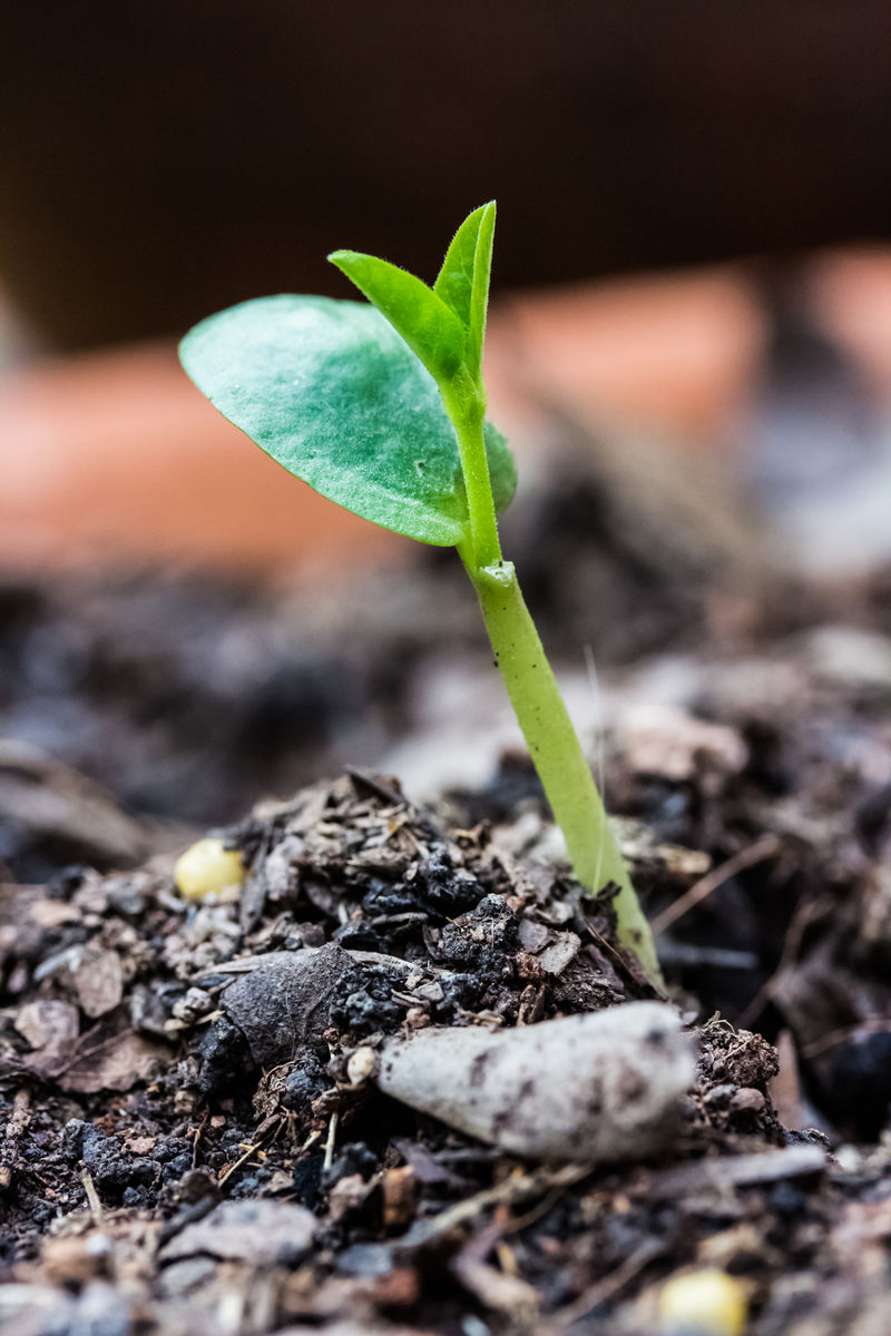 种植植物新生命