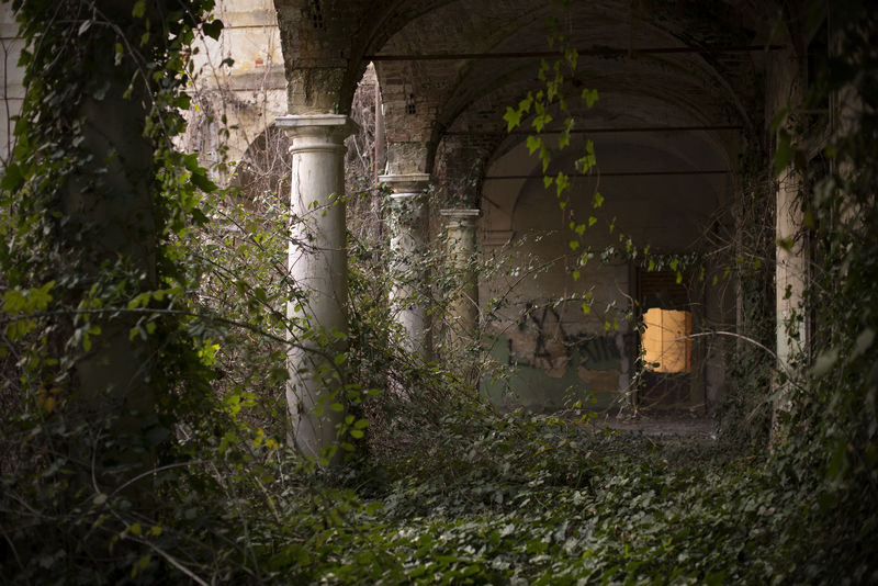一座废弃的老房子里被植被覆盖的柱子